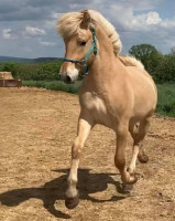 stallion SOS Rurik (Fjord Horse, 2019, from YRF Trygve)