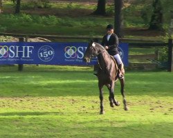 stallion Akiro de Lyr (Selle Français, 2010, from Calvaro Z)