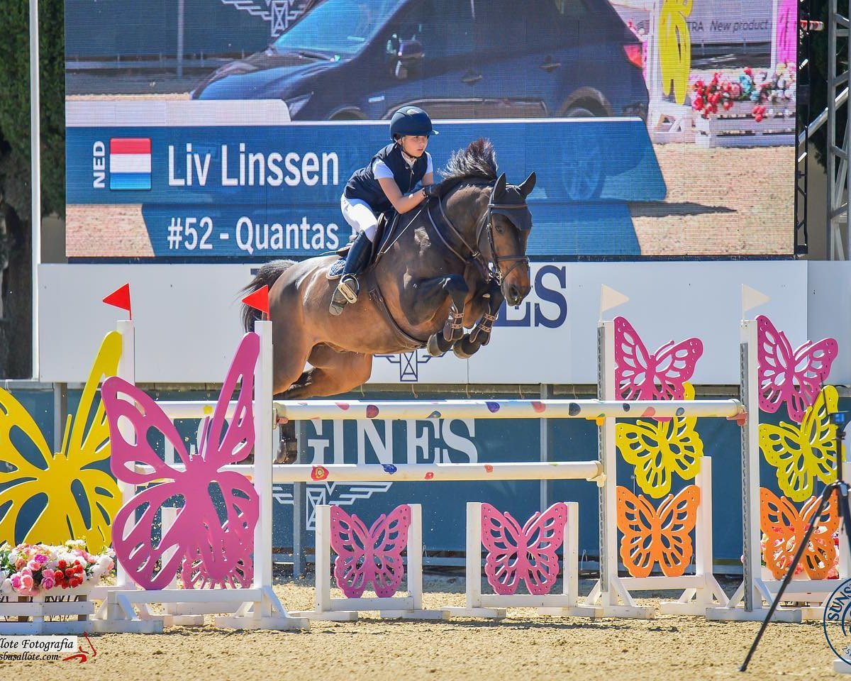 jumper Quantas 15 (Holsteiner, 2007, from Quintero)
