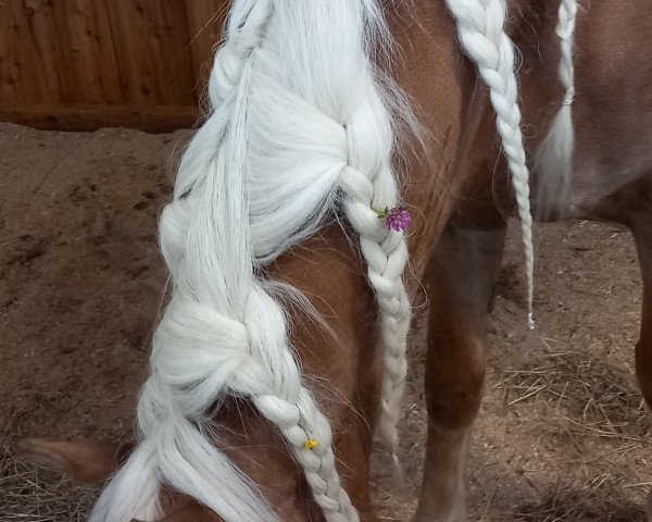 broodmare Astra (Haflinger, 1993, from 1338 Afghan II)