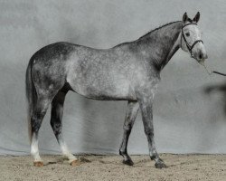 stallion Ugo du Marquet (Selle Français, 2008, from Mylord Carthago)