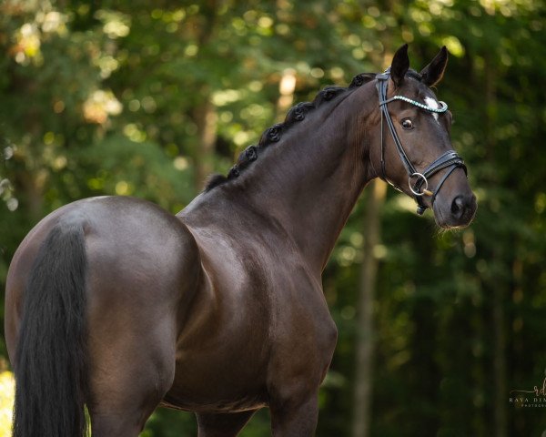 Dressurpferd King Louis 24 (Holsteiner, 2019, von Kingston Jz)