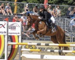 jumper Q's Junior B WE (German Riding Pony, 2016, from Quatman)