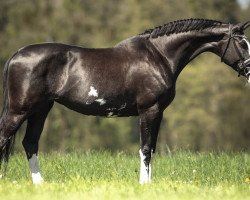 jumper Liberty Babe (Oldenburg show jumper, 2013, from Clooney)