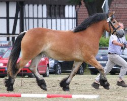 broodmare Hilda (Rhenish-German Cold-Blood, 2013, from Higgins)