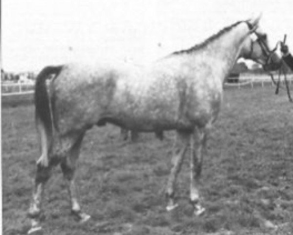 stallion Nuit et Jour AA (Anglo-Arabs, 1978, from Sumbeam AA)