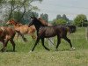 Springpferd Camerose des Salines (Selle Français, 2012, von Kannan)