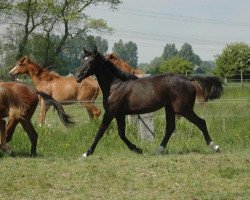 Springpferd Camerose des Salines (Selle Français, 2012, von Kannan)