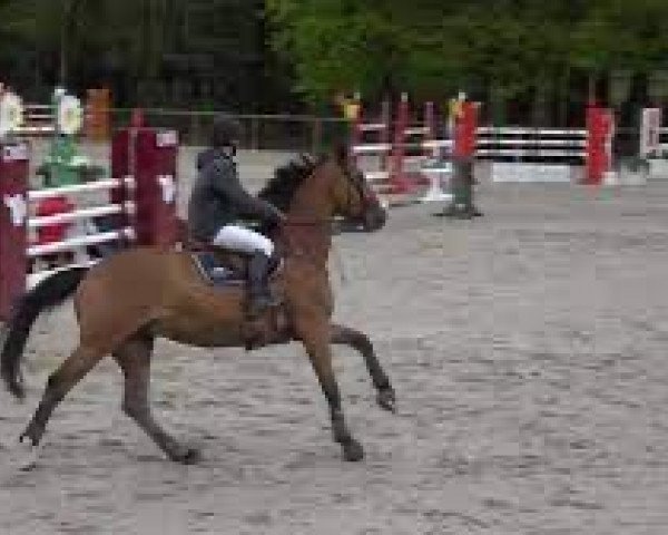 broodmare Vendetta des Salines (Selle Français, 2009, from Diamant de Semilly)