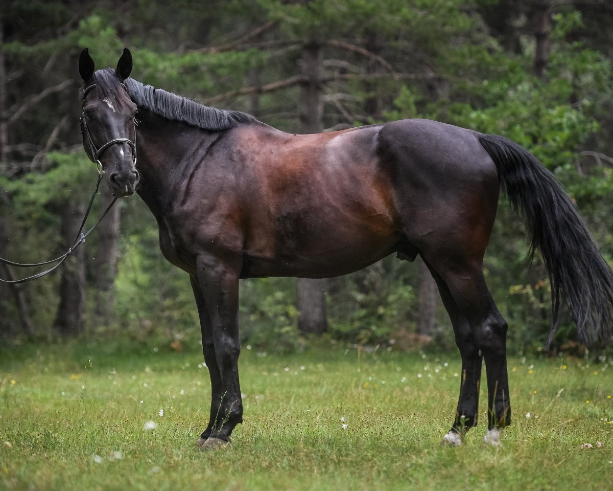 Springpferd Juniflor (Belgisches Warmblut, 2009, von Fidjy of Colors)