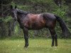 jumper Juniflor (Belgian Warmblood, 2009, from Fidjy of Colors)