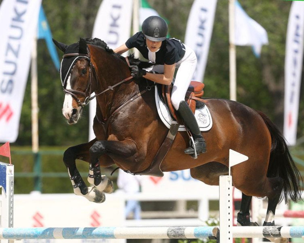 stallion Espoir de Chenee (Selle Français, 2014, from Consul de la Vie Z)