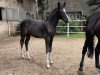 jumper Diablo de Mare (Oldenburg show jumper, 2023, from Diaron OLD)