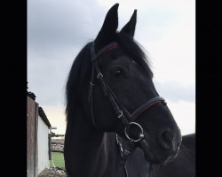 Pferd Bellini (Deutsches Reitpony, 2002, von Brillant's Golden Boy)