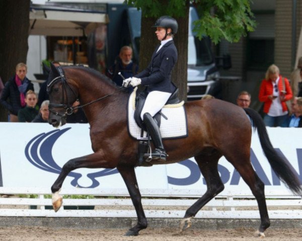 dressage horse So Special 11 (Hanoverian, 2018, from Secret)