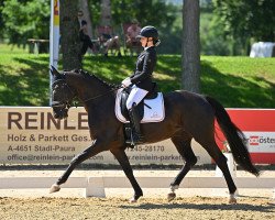 dressage horse Sammy La Mia Speranza (Hanoverian, 2014, from San Amour I)