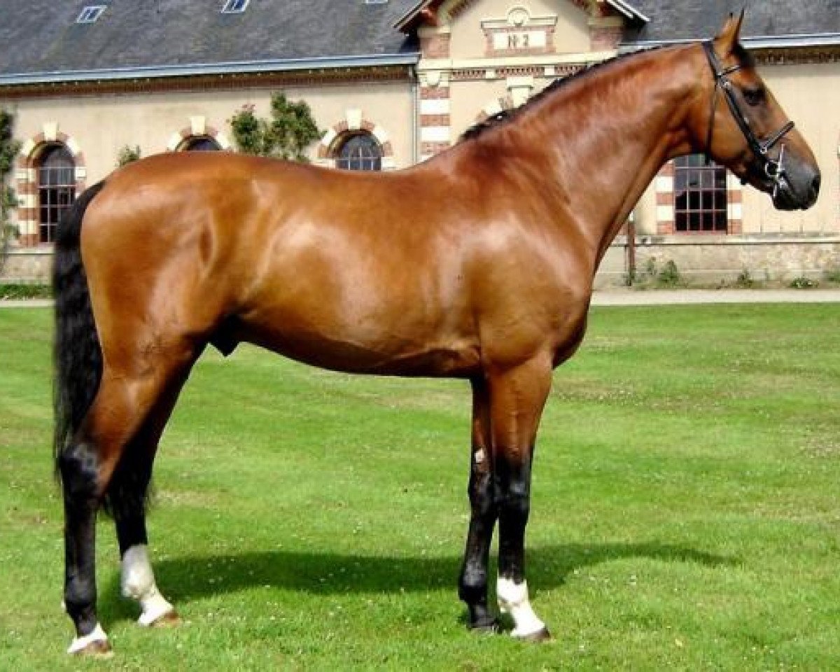 Deckhengst Chef Rouge (Holsteiner, 1997, von Cassini I)