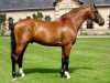 stallion Chef Rouge (Holsteiner, 1997, from Cassini I)