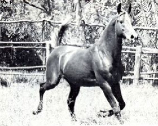 stallion Agres 1957 ox (Arabian thoroughbred, 1957, from Sumeyr ox)
