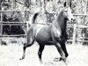 Deckhengst Agres 1957 ox (Vollblutaraber, 1957, von Sumeyr ox)