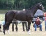 broodmare Shakina (Westphalian, 2013, from Sir Heinrich OLD)