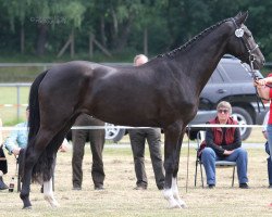 Pferd Shakina (Westfale, 2013, von Sir Heinrich OLD)