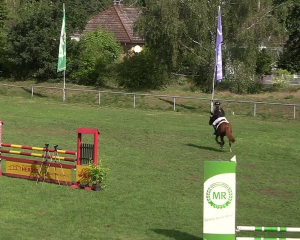 Reitturnier Dannenberg 2023