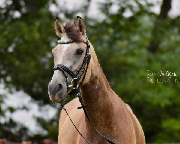 jumper Reuschbachhofs Jane Russell (German Riding Pony, 2019, from Bodyguard)