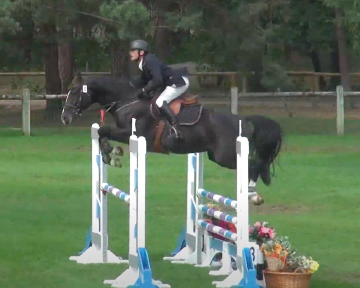 stallion Invitro du Caillou (Belgian Warmblood, 2008, from Casall Ask)
