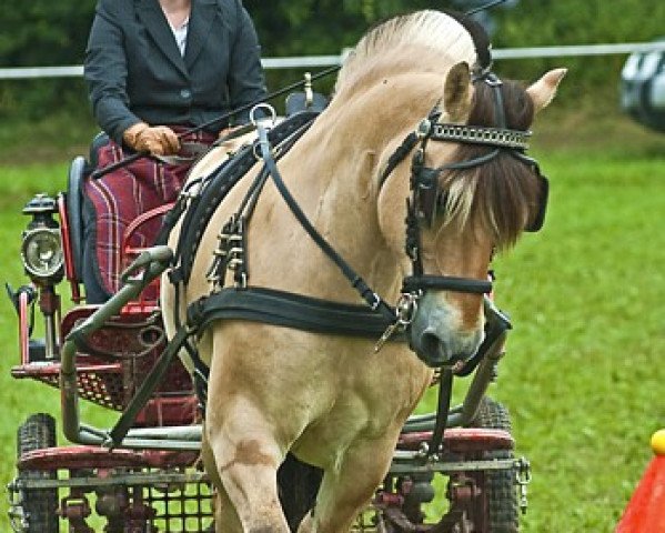 Pferd Kai (Fjordpferd, 1998, von Kvestur)