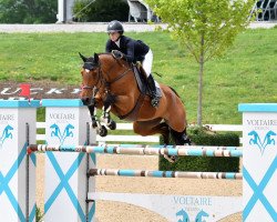 Springpferd Orwell Scf (Belgisches Warmblut, 2014, von Diktator van de Boslandhoeve)