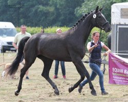 Zuchtstute Scarlett M (Westfale, 2013, von Sir Heinrich OLD)