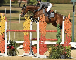 jumper Etonemoi del Cabalero (Selle Français, 2014, from Air Jordan Z)