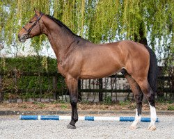 jumper Cobalt vd Bisschop Z (Zangersheide riding horse, 2015, from Cicero Z van Paemel)