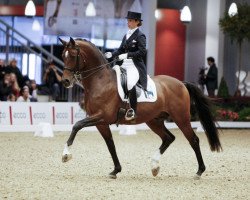 stallion Kaiser Wilhelm (Trakehner, 1997, from Lehndorff's)