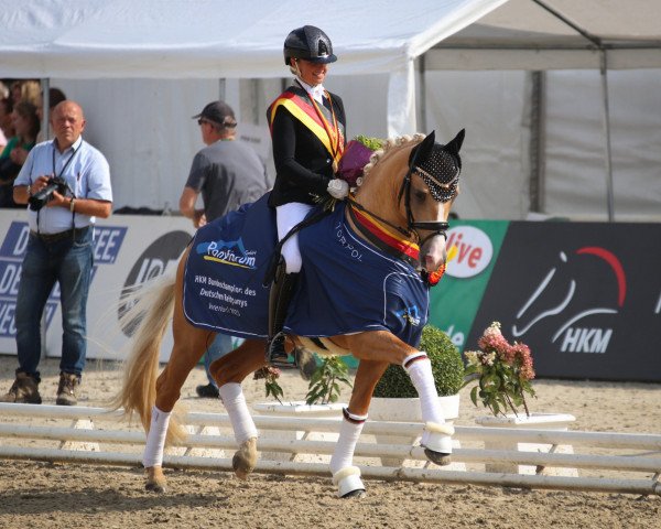 stallion Herzgold D NRW (German Riding Pony, 2020, from Herzzauber D)