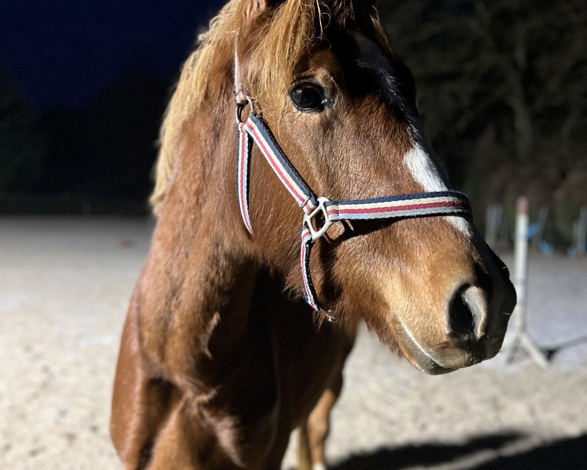 Zuchtstute Carisma (Deutsches Reitpony, 2020, von Can Dance 3)