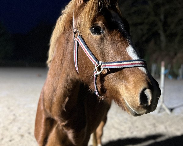 broodmare Carisma (German Riding Pony, 2020, from Can Dance 3)