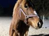 broodmare Carisma (German Riding Pony, 2020, from Can Dance 3)