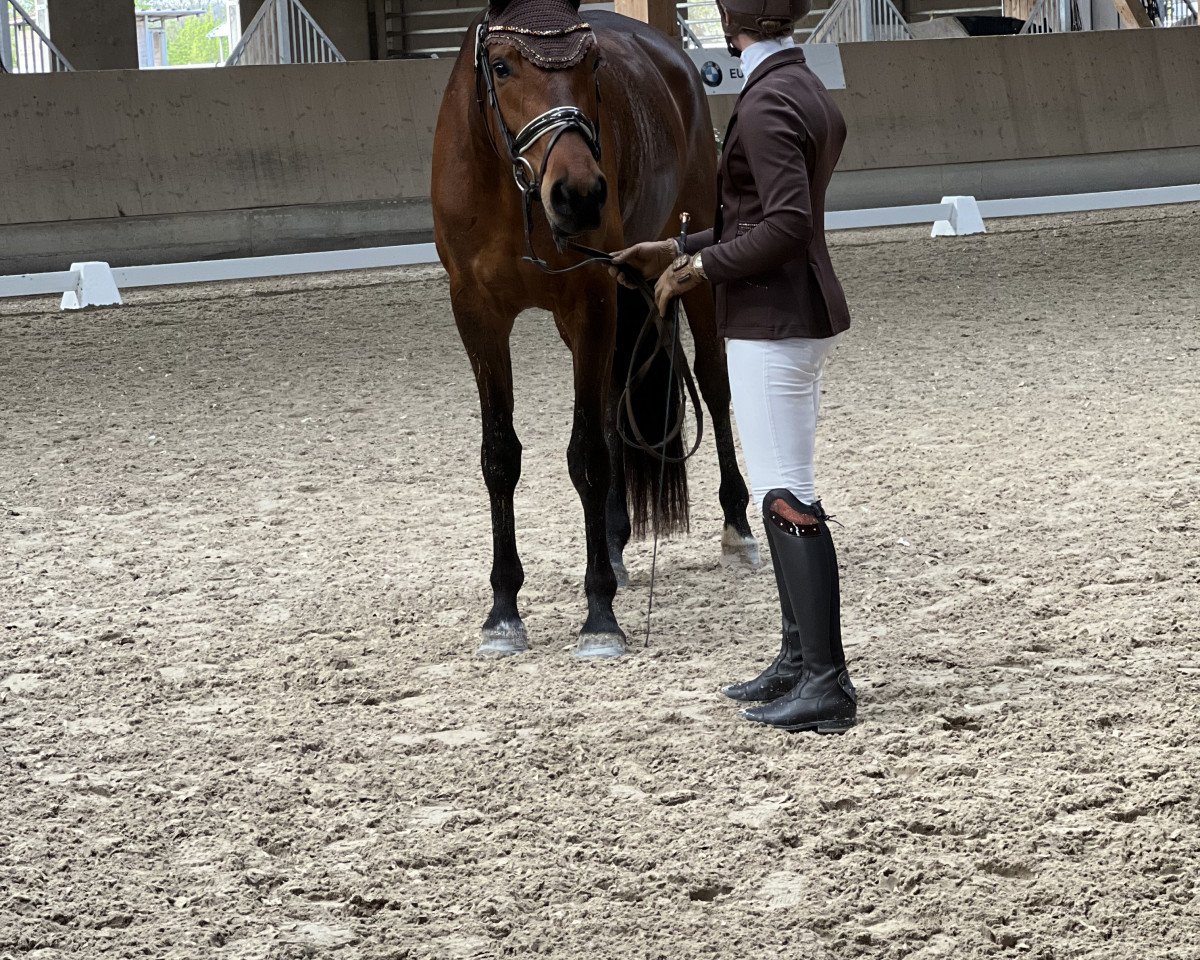 broodmare Bell Belicia (Oldenburg, 2019, from Fred Feuerstein)