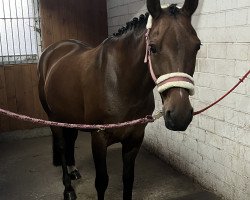 dressage horse Olivia 202 (German Riding Pony, 2013, from Quaterback's Junior)