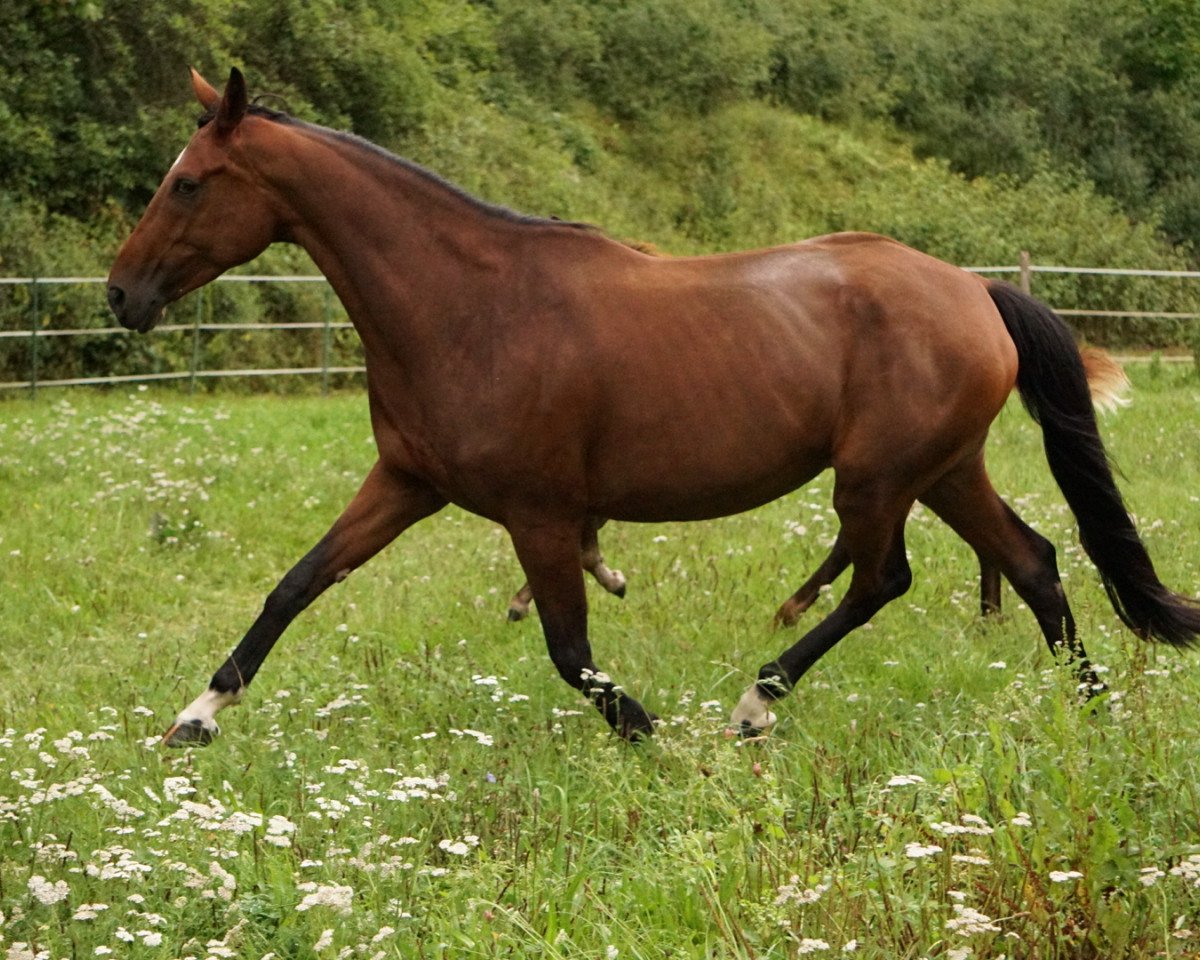 broodmare Flirt with Me HS (Hanoverian, 2011, from Fuechtels Floriscount OLD)