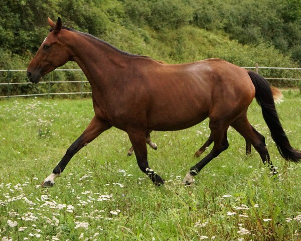 broodmare Flirt with Me HS (Hanoverian, 2011, from Fuechtels Floriscount OLD)