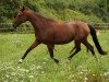 broodmare Flirt with Me HS (Hanoverian, 2011, from Fuechtels Floriscount OLD)