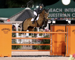 jumper Baloppi (Danish Warmblood, 2007, from Balou du Rouet)