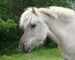 broodmare Ijari (Fjord Horse, 1997, from Imbus)