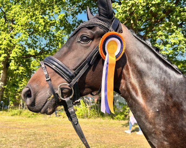 dressage horse Finnley 19 (Hanoverian, 2017, from Finnigan)