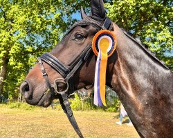 dressage horse Finnley 19 (Hanoverian, 2017, from Finnigan)