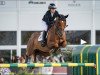 broodmare Arna 't Kruisveld (Zangersheide riding horse, 2011, from Arko III)