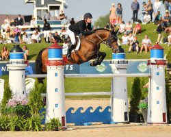 jumper Hamrah van het Exelhof Z (Zangersheide riding horse, 2014, from VDL Harley)